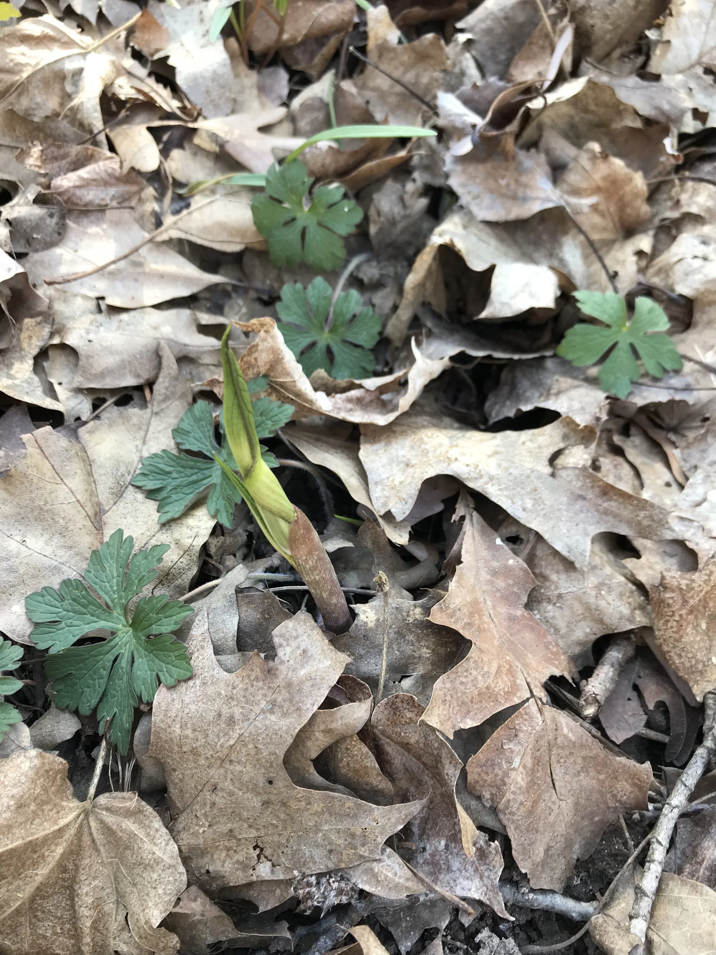 Jack in the Pulpit (Arisaema triphyllum) — Wild Ginger Woodlands